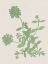 Picture of VINTAGE GARDEN II