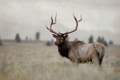 Picture of GRAND ELK