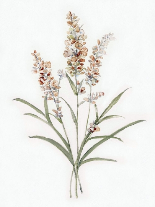 Picture of DAINTY BOTANICAL I