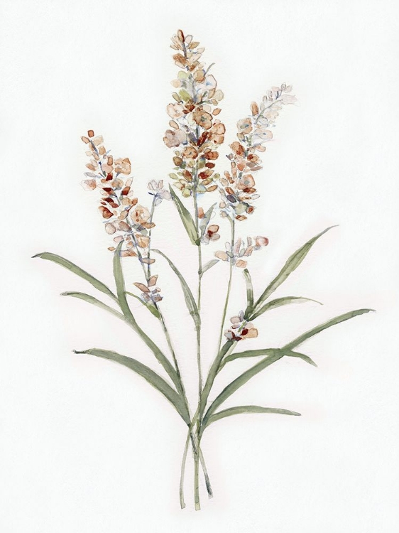 Picture of DAINTY BOTANICAL I