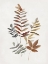 Picture of AUTUMN LEAVES I