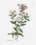 Picture of ROSE BOTANICAL III