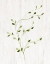 Picture of WINDBLOWN LEAVES I