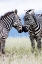 Picture of AFRICAN AFFECTION