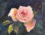 Picture of STILL LIFE #14