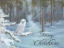 Picture of SNOWY OWL