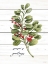 Picture of SEASONS GREETINGS GREENERY