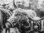 Picture of CRAZY COW I