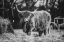 Picture of HUNGRY COW I