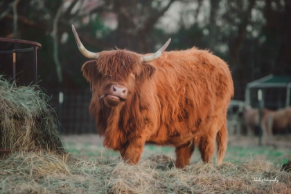 Picture of HUNGRY COW I