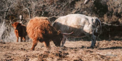 Picture of HIGHLAND FIGHT