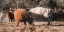 Picture of HIGHLAND FIGHT