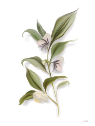 Picture of WHITE BLOSSOM BOTANICAL