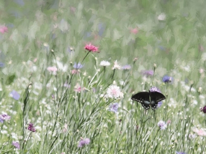 Picture of BUTTERFLY BEAUTY