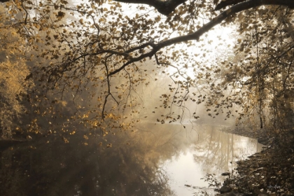 Picture of MORNING RAYS AT SWATARA CREEK