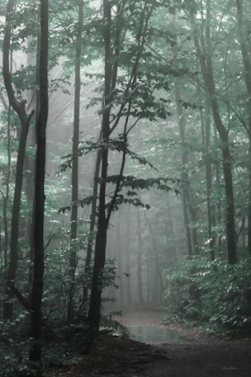 Picture of MISTY FOREST