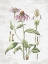 Picture of QUIET MEADOW BOTANICAL