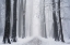Picture of WHITEOUT 