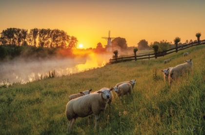 Picture of SHEEP AT SUNRISE
