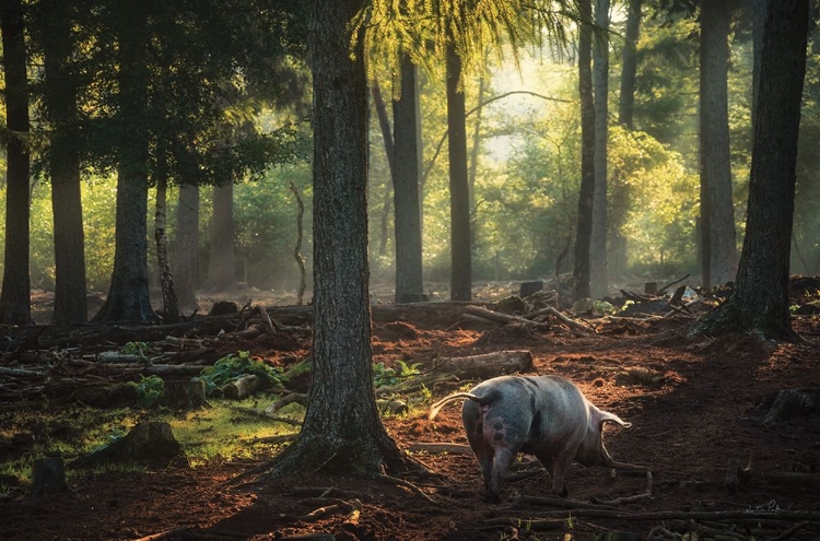 Picture of MORNING STROLL 