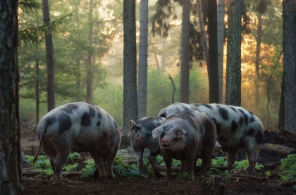 Picture of PIG PARADISE 
