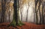 Picture of AUTUMN IN THE FOREST 
