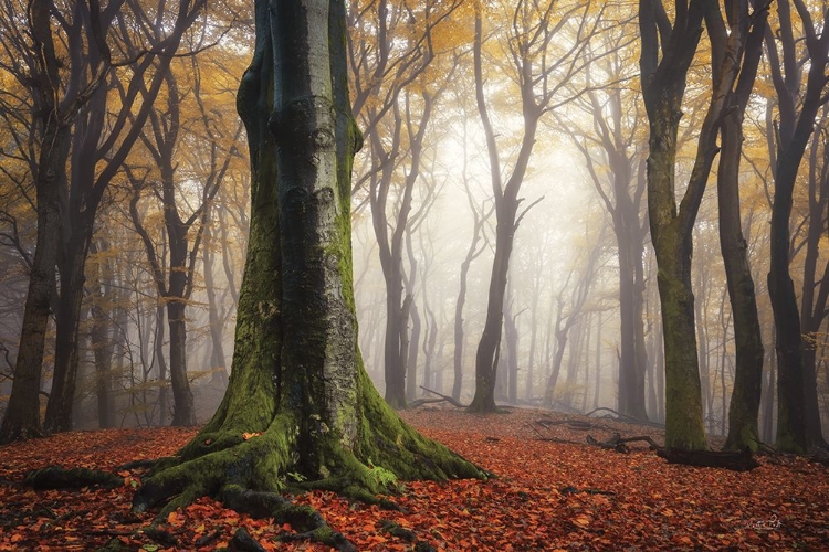 Picture of AUTUMN IN THE FOREST 