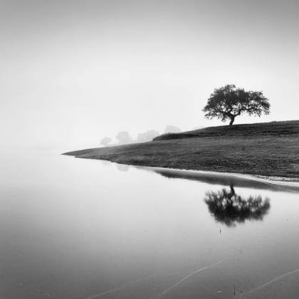 Picture of TREE IN THE LAKE