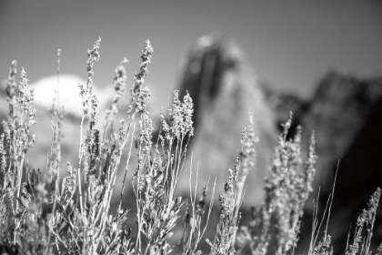 Picture of CANYON SAGEBRUSH