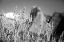 Picture of CANYON SAGEBRUSH