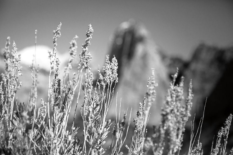 Picture of CANYON SAGEBRUSH