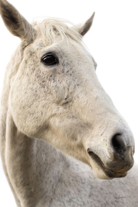 Picture of A HORSE NAMED LADY II