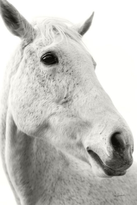 Picture of A HORSE NAMED LADY II BW