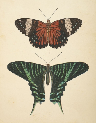 Picture of PAPILLONS I