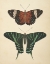 Picture of PAPILLONS I