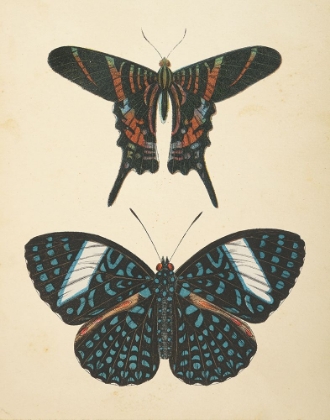 Picture of PAPILLONS II
