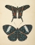 Picture of PAPILLONS II