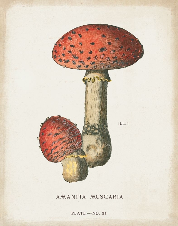 Picture of MUSHROOM STUDY I