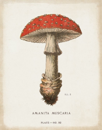 Picture of MUSHROOM STUDY II