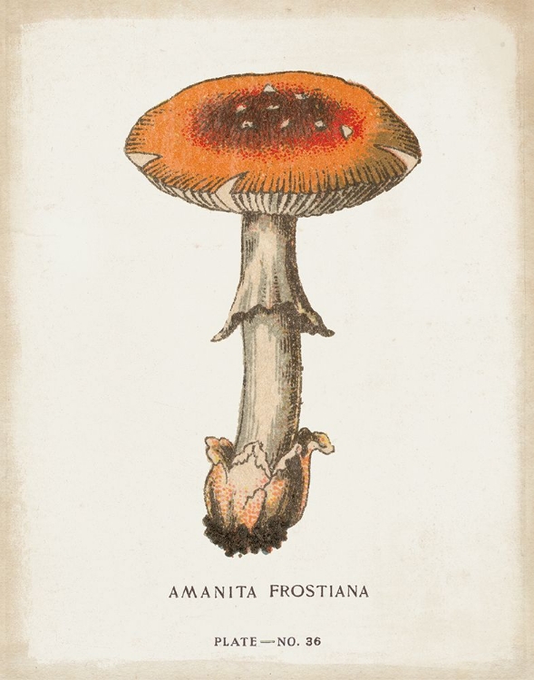 Picture of MUSHROOM STUDY III