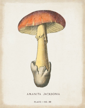 Picture of MUSHROOM STUDY IV