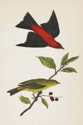 Picture of SCARLET TANAGER BRIGHT