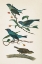 Picture of INDIGO BUNTING BRIGHT
