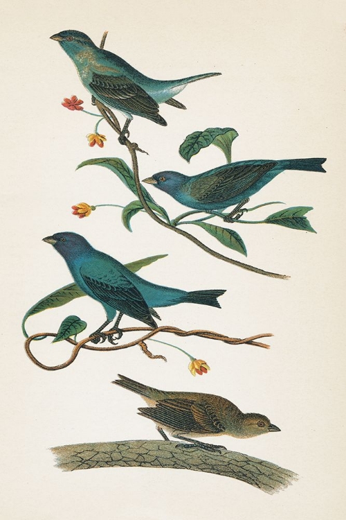 Picture of INDIGO BUNTING BRIGHT