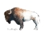 Picture of WILD COLORFUL BISON DARK BROWN