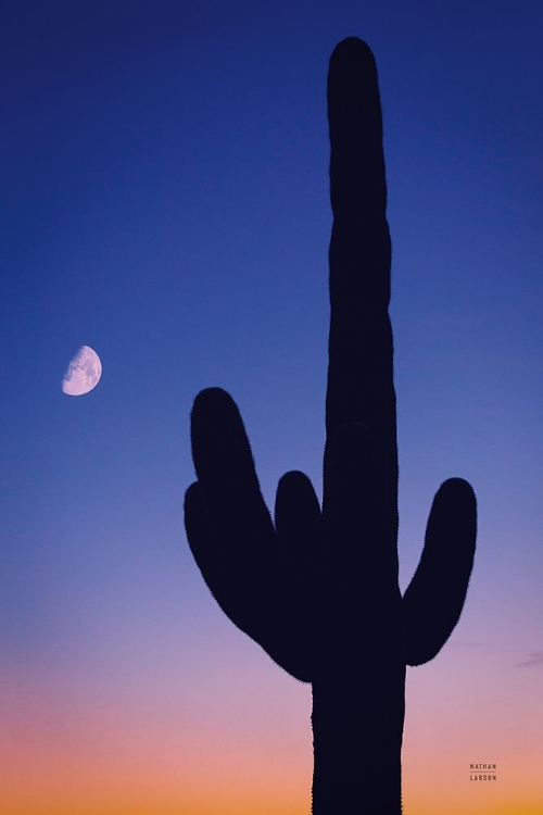 Picture of CANDY ROCK DESERT