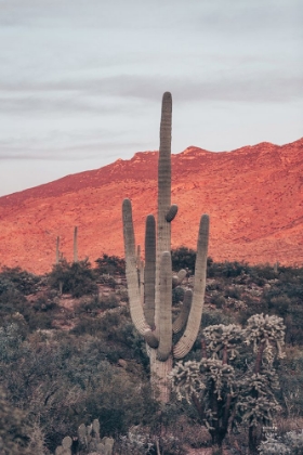 Picture of SUNSETS AND SAGUAROS I