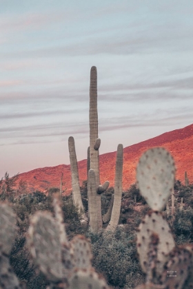 Picture of SUNSETS AND SAGUAROS II