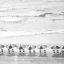 Picture of A DAY AT THE BEACH BW CROP