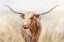 Picture of BIG SKY LONGHORN NEUTRAL